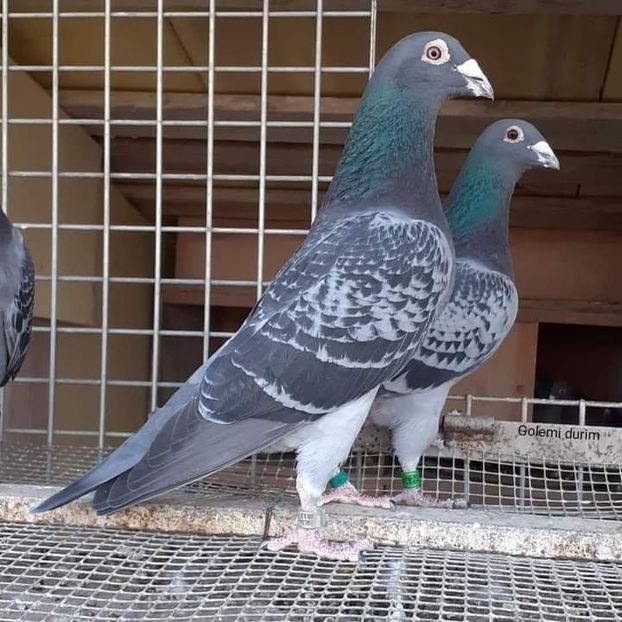  - NU AMI APARTIN 2020