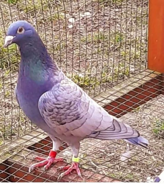  - NU AMI APARTIN 2020