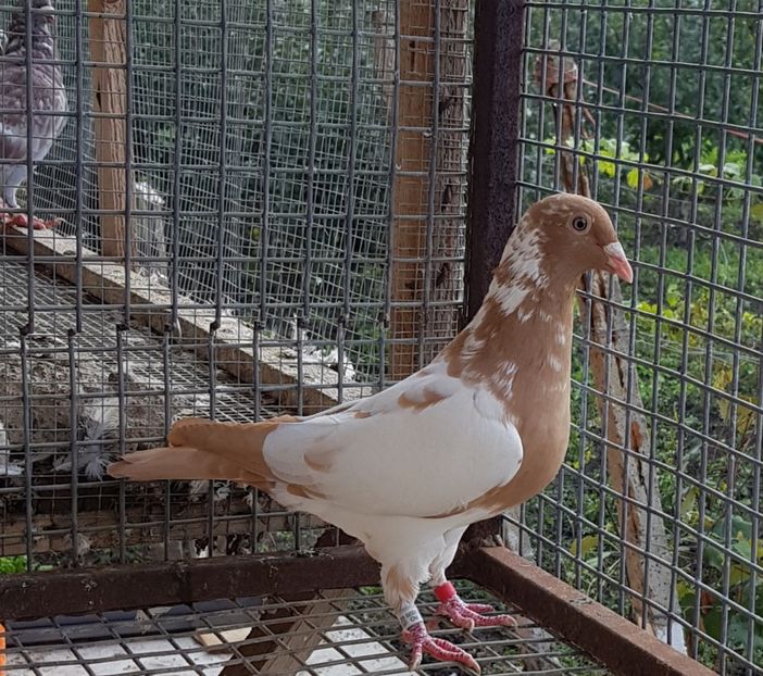  - KAREL Meulemans GALBEN RECISIV