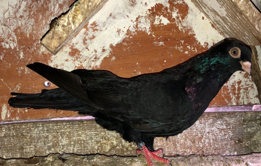 23027  femelă  2020 - Plecați ALBUM 3