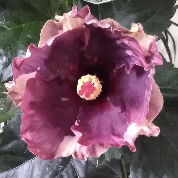  - Hibiscus Luv Memories