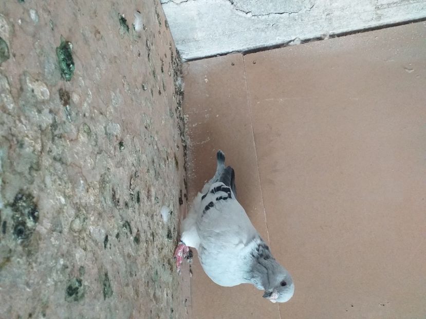 Poza la 8 luni m2019 - masculi abastru de azur 2021