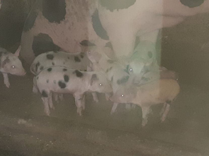 Fătată în 05.10.2020 - Scroafă fătata în 25 aprilie 2020 și în 05 octombrie 2020