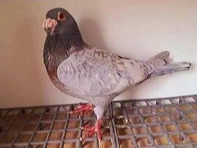  - NU AMI APARTIN 2020