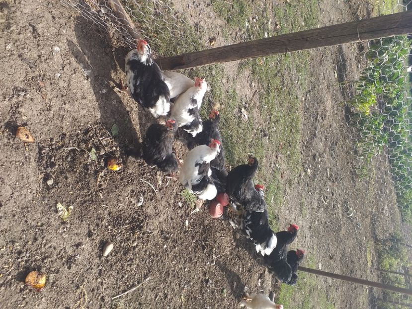  - Tineret coconchina octombrie 2020