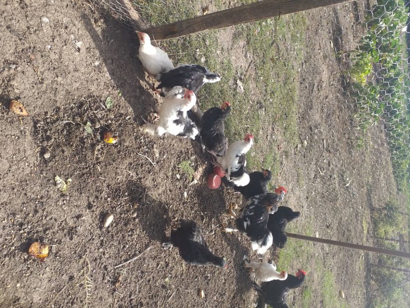  - Tineret coconchina octombrie 2020