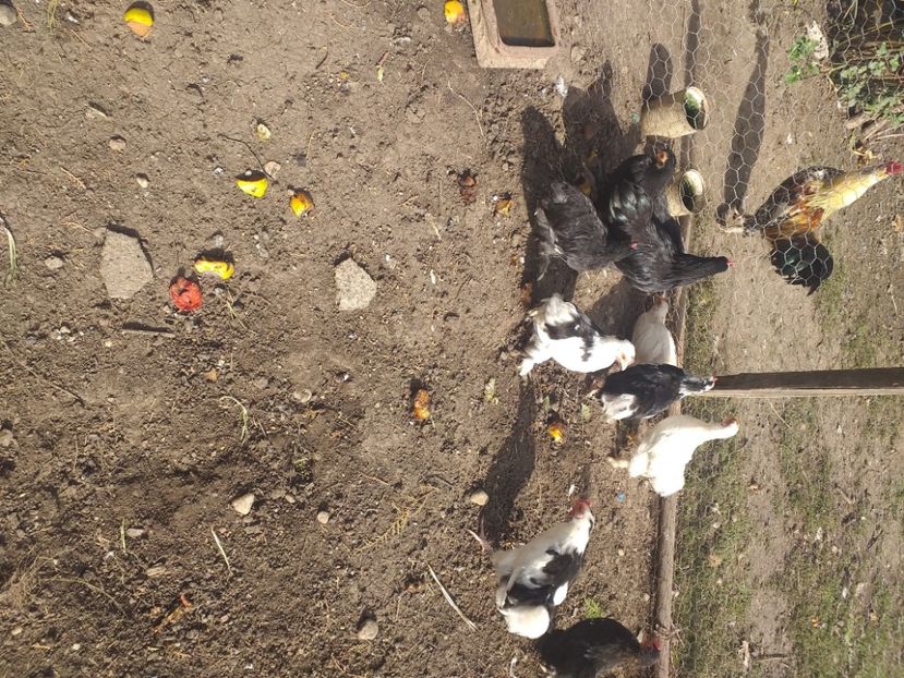  - Tineret coconchina octombrie 2020