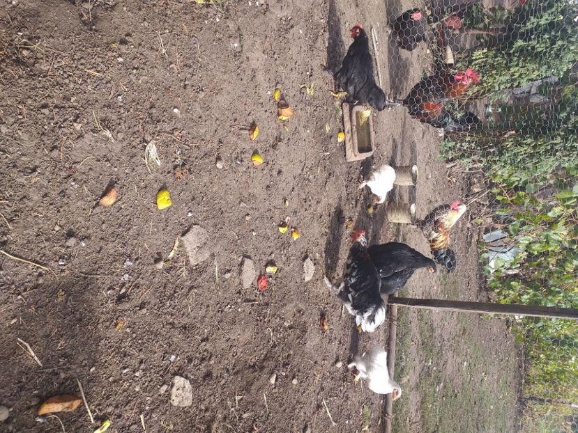  - Tineret coconchina octombrie 2020