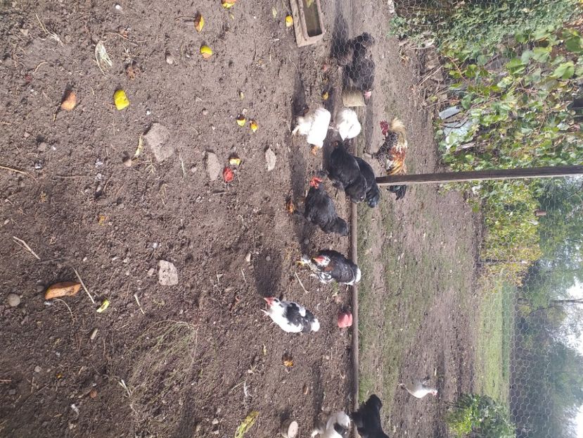  - Tineret coconchina octombrie 2020