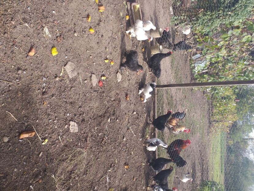  - Tineret coconchina octombrie 2020