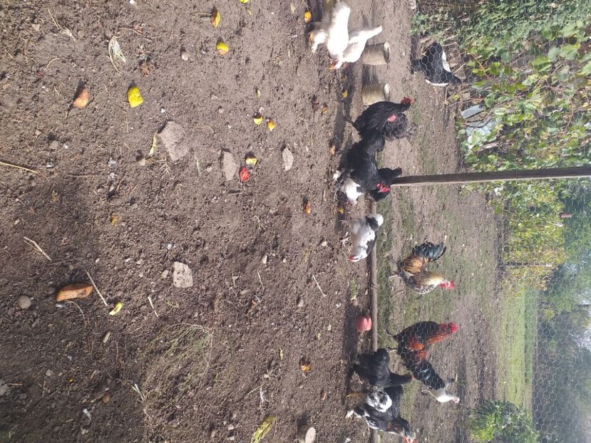  - Tineret coconchina octombrie 2020