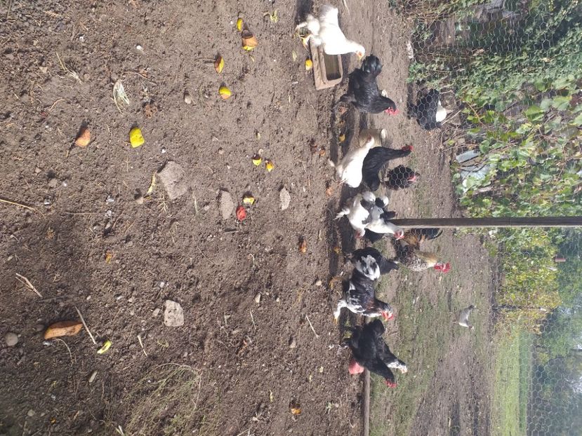  - Tineret coconchina octombrie 2020