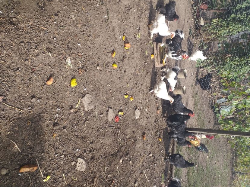  - Tineret coconchina octombrie 2020