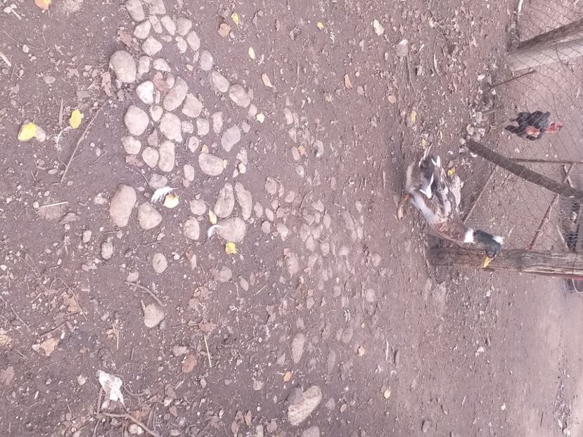  - Rate românești octombrie 2020