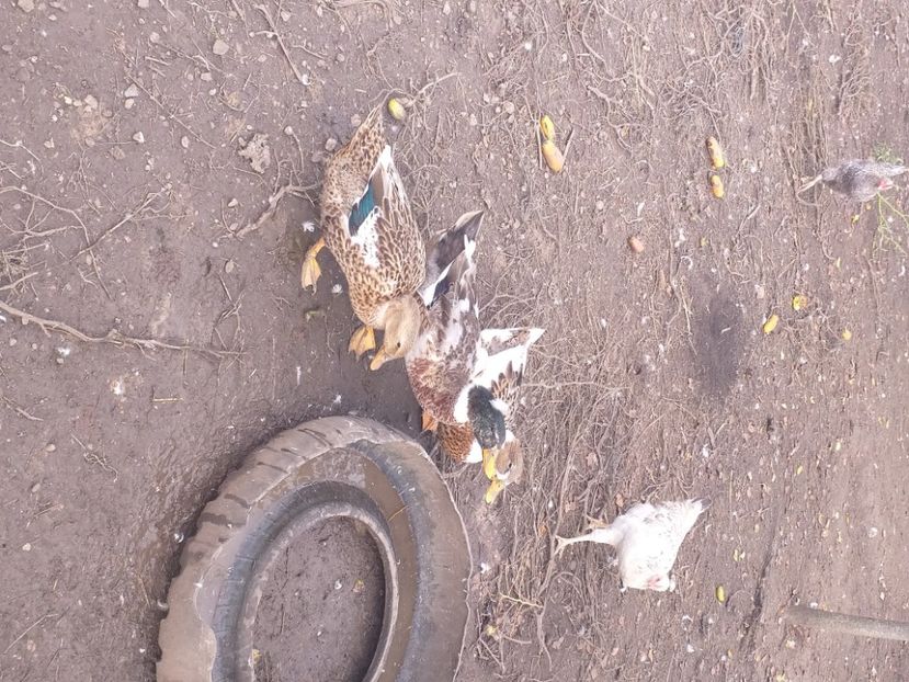  - Rate românești octombrie 2020