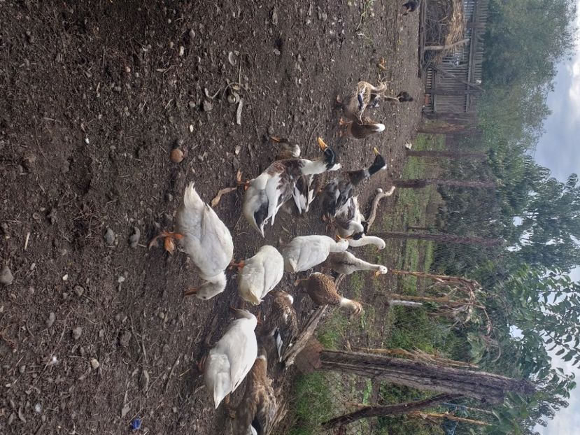  - Rate românești octombrie 2020