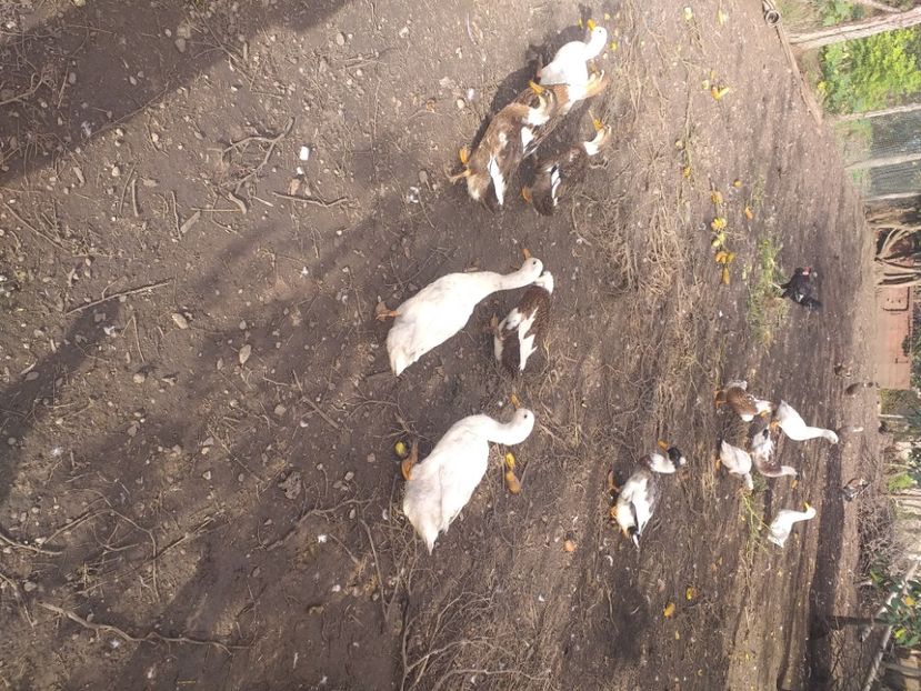  - Rate românești octombrie 2020