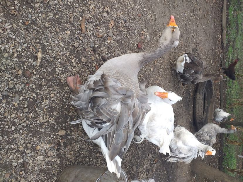  - Gaste octombrie 2020