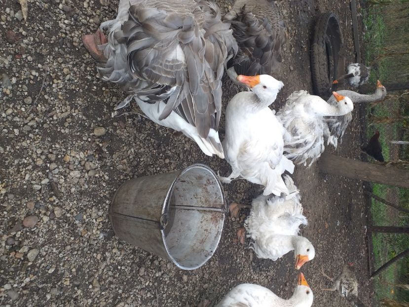  - Gaste octombrie 2020