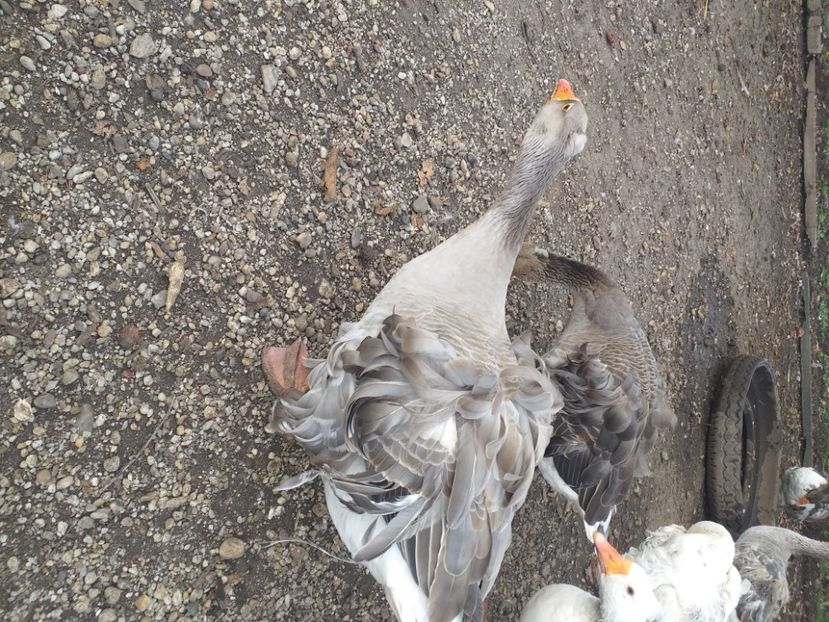  - Gaste octombrie 2020