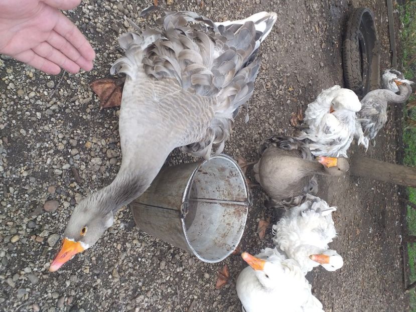  - Gaste octombrie 2020