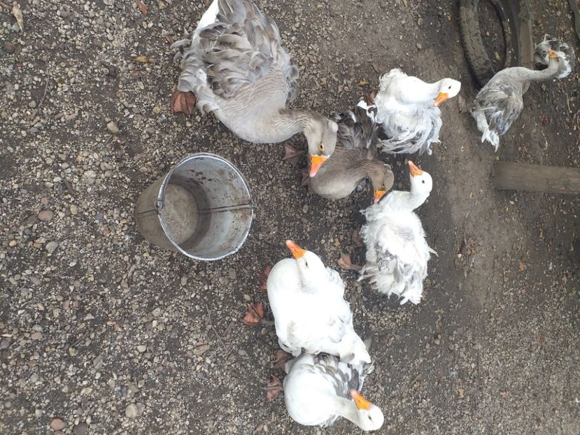  - Gaste octombrie 2020