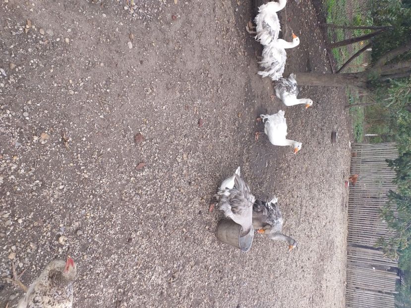  - Gaste octombrie 2020