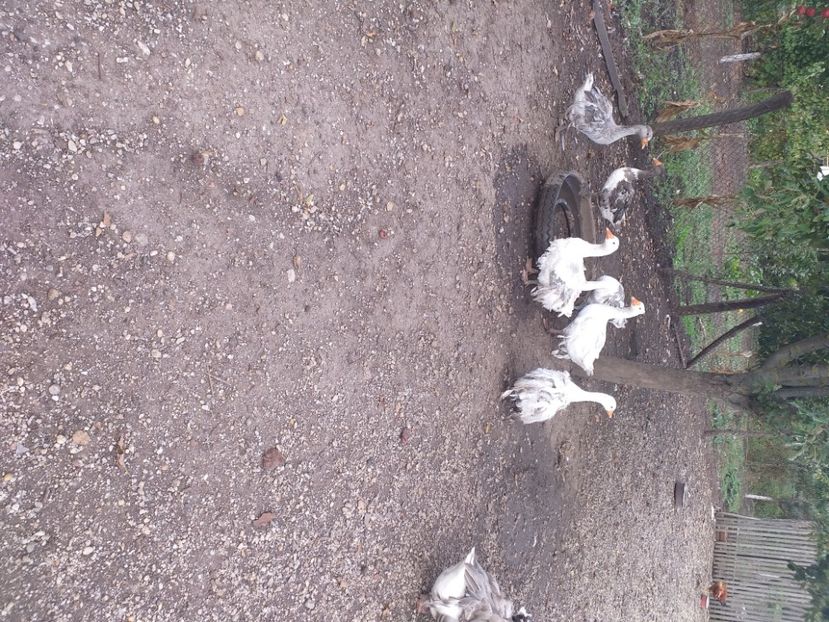  - Gaste octombrie 2020