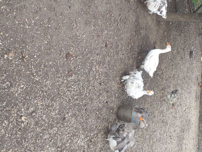  - Gaste octombrie 2020