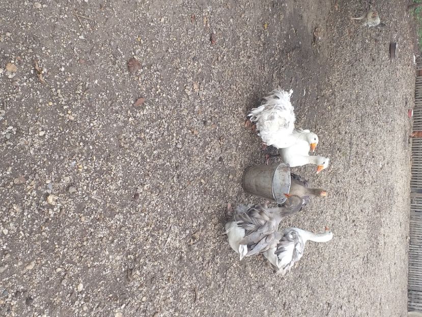  - Gaste octombrie 2020