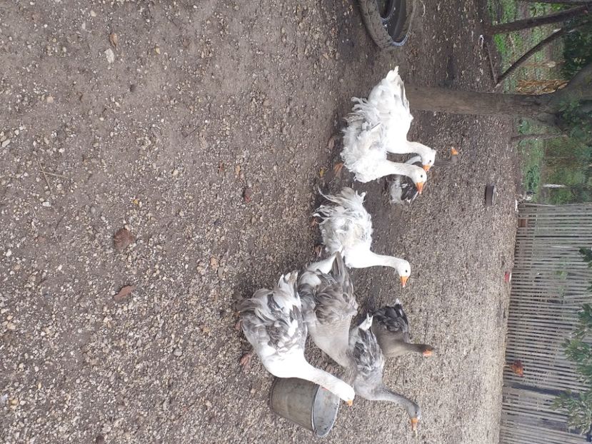  - Gaste octombrie 2020