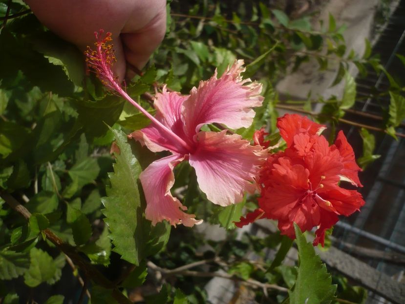 P1470017 - HIBISCUSI 2020-5