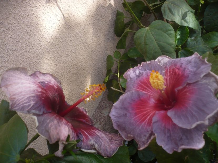 P1470021 - HIBISCUSI 2020-5