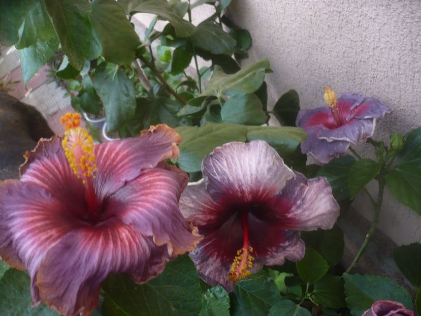 P1470022 - HIBISCUSI 2020-5