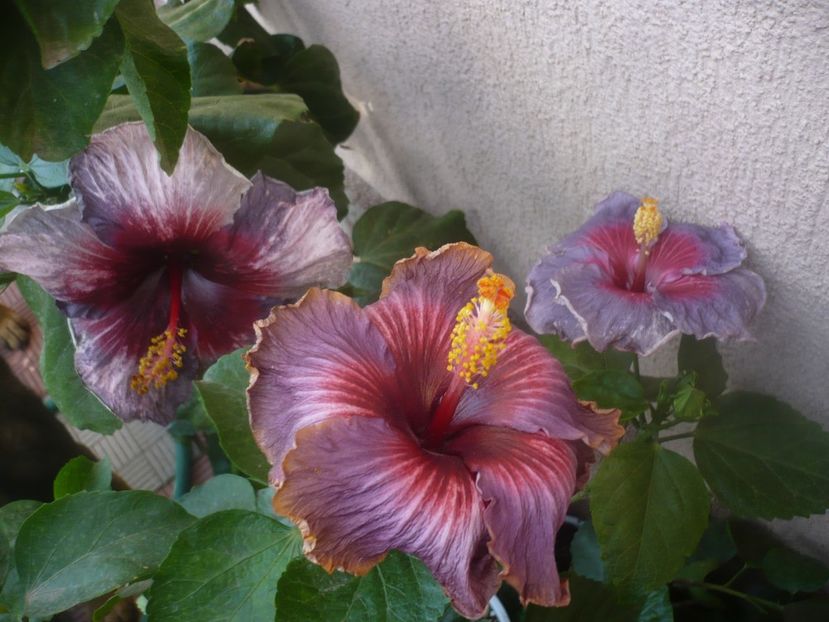 P1470023 - HIBISCUSI 2020-5