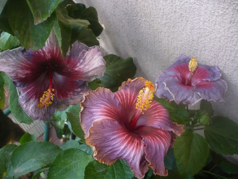 P1470024 - HIBISCUSI 2020-5