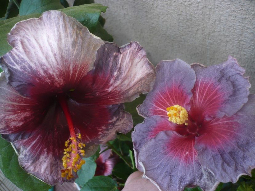 P1470025 - HIBISCUSI 2020-5