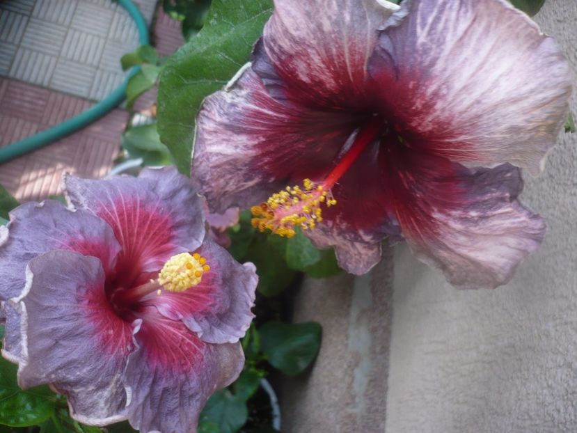 P1470026 - HIBISCUSI 2020-5