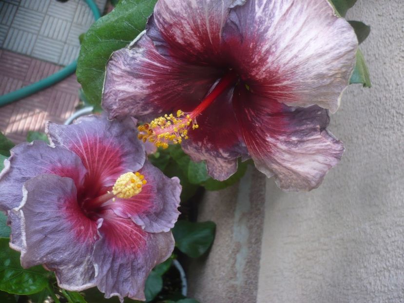 P1470027 - HIBISCUSI 2020-5