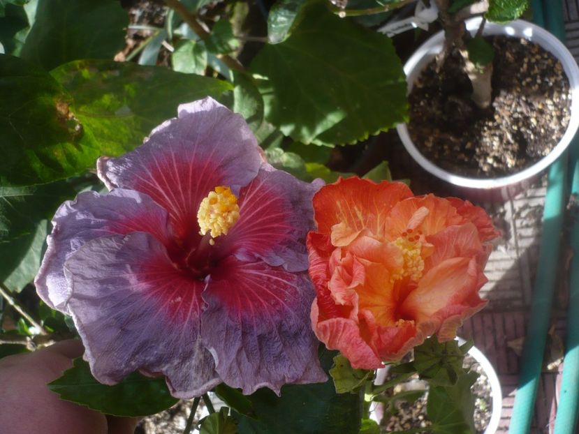 P1470029 - HIBISCUSI 2020-5