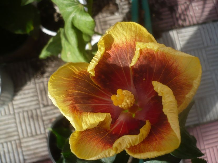 P1470030 - HIBISCUSI 2020-5