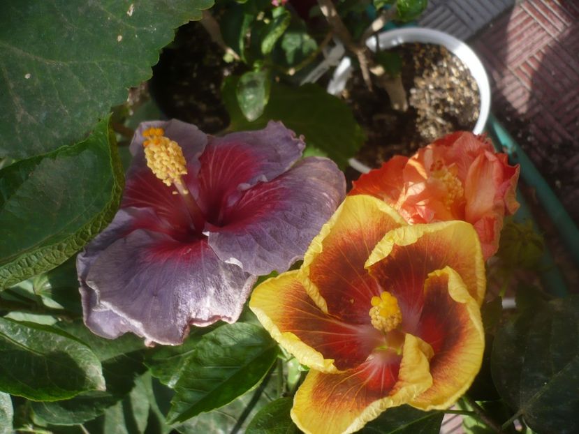 P1470032 - HIBISCUSI 2020-5