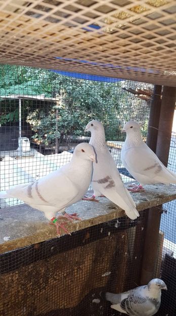 Tineret 2020 - Pui voiajori standard 2020