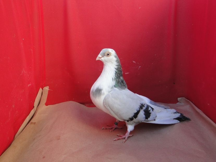  - arhiva_porumbei dragi mie