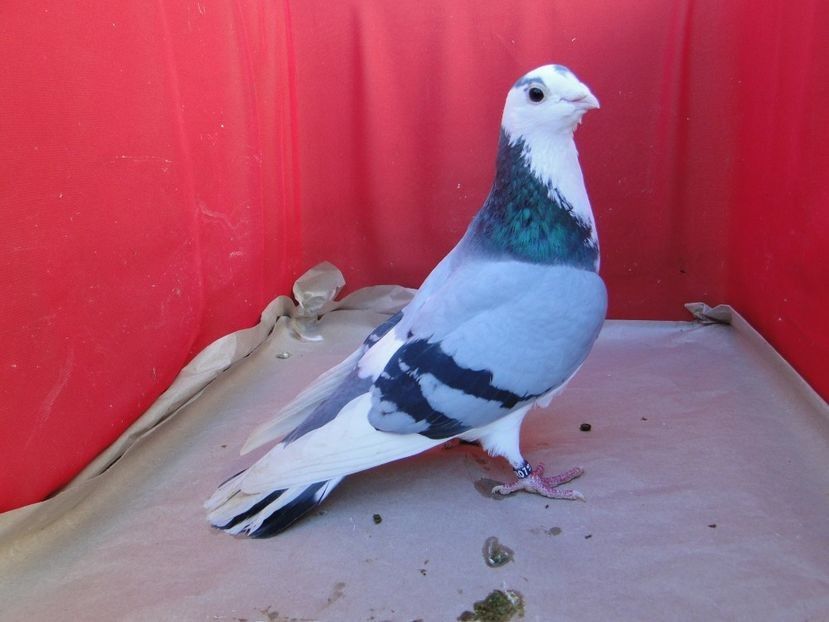  - arhiva_porumbei dragi mie