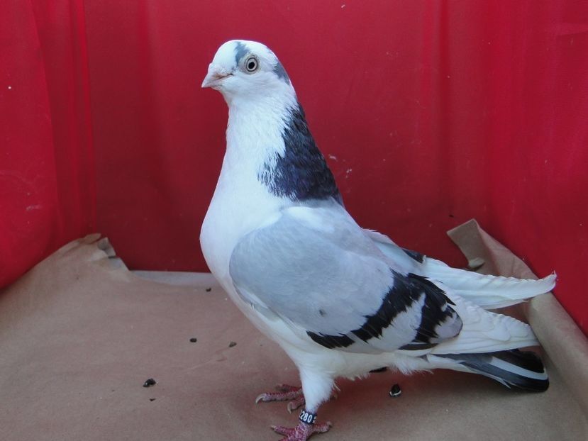  - arhiva_porumbei dragi mie