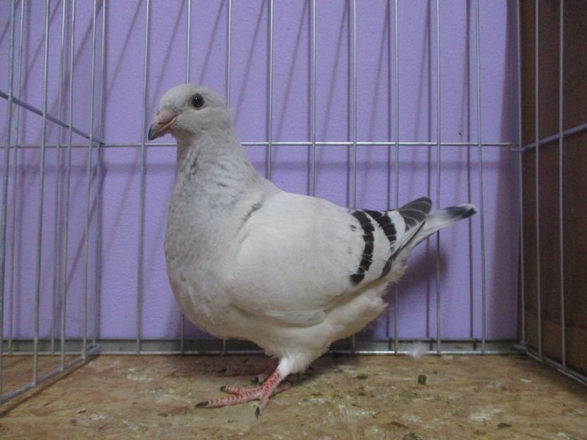 03089-20 - Tineret 2020