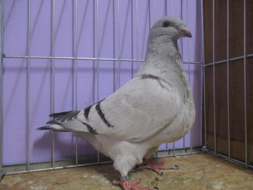 03088-20 - Tineret 2020