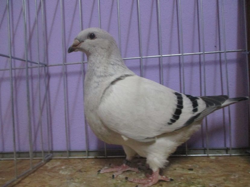 03085-20 - Tineret 2020