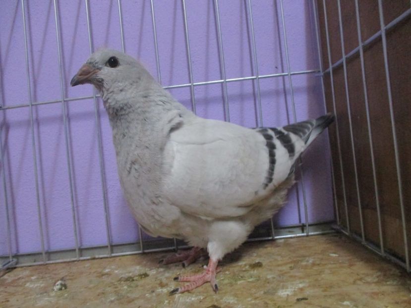 03092-20 - Tineret 2020